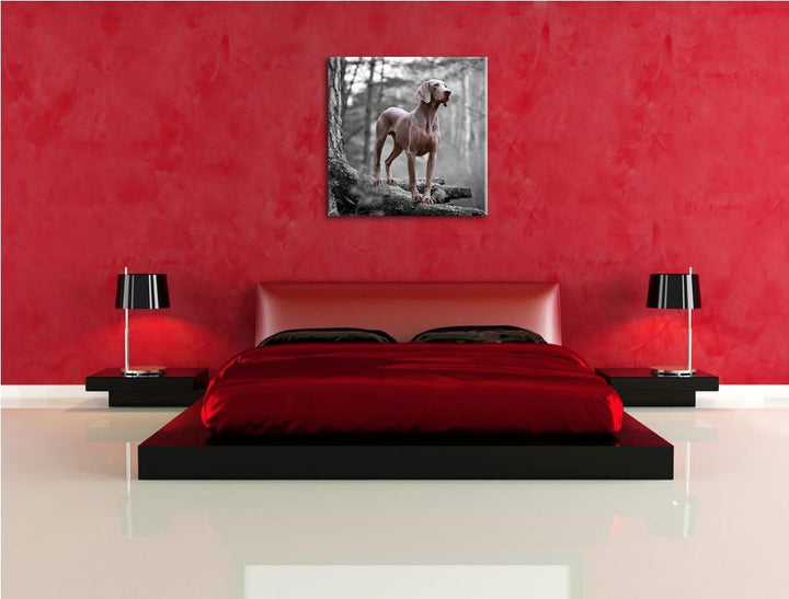 Pixxprint aufmerksamer Weimaraner auf Baumwurzeln schwarz/weiss, Format: 70x70 auf Leinwand, 70x70