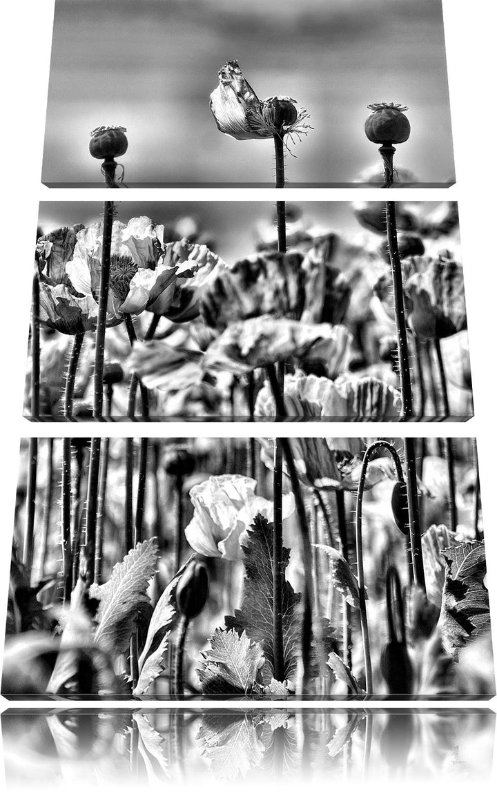 Pixxprint Blumenwiese Mohnblumen als Leinwandbild/Grösse: 3 Teilig (120x80) cm/Wandbild/Kunstdruck/f