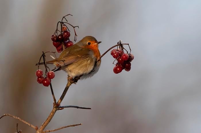 Nistkasten P Typ Amsel MKW - Stabiler nisthaus für Wildvögel und Gartenvögel - Nisthaus aus massivem