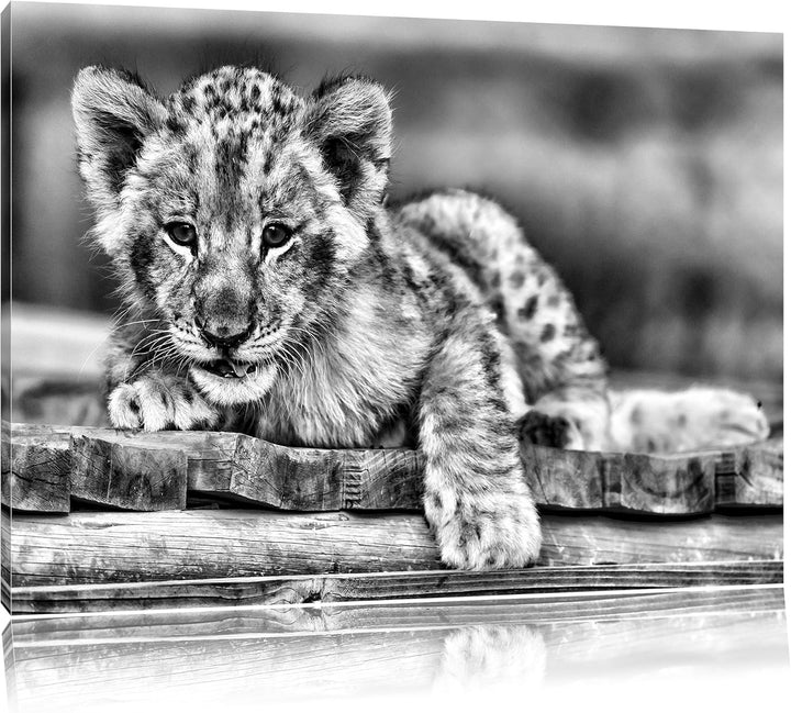 Pixxprint Monocrome, Löwenjunges auf Holzbrettern, Format: 100x70 auf Leinwand, riesige Bilder ferti
