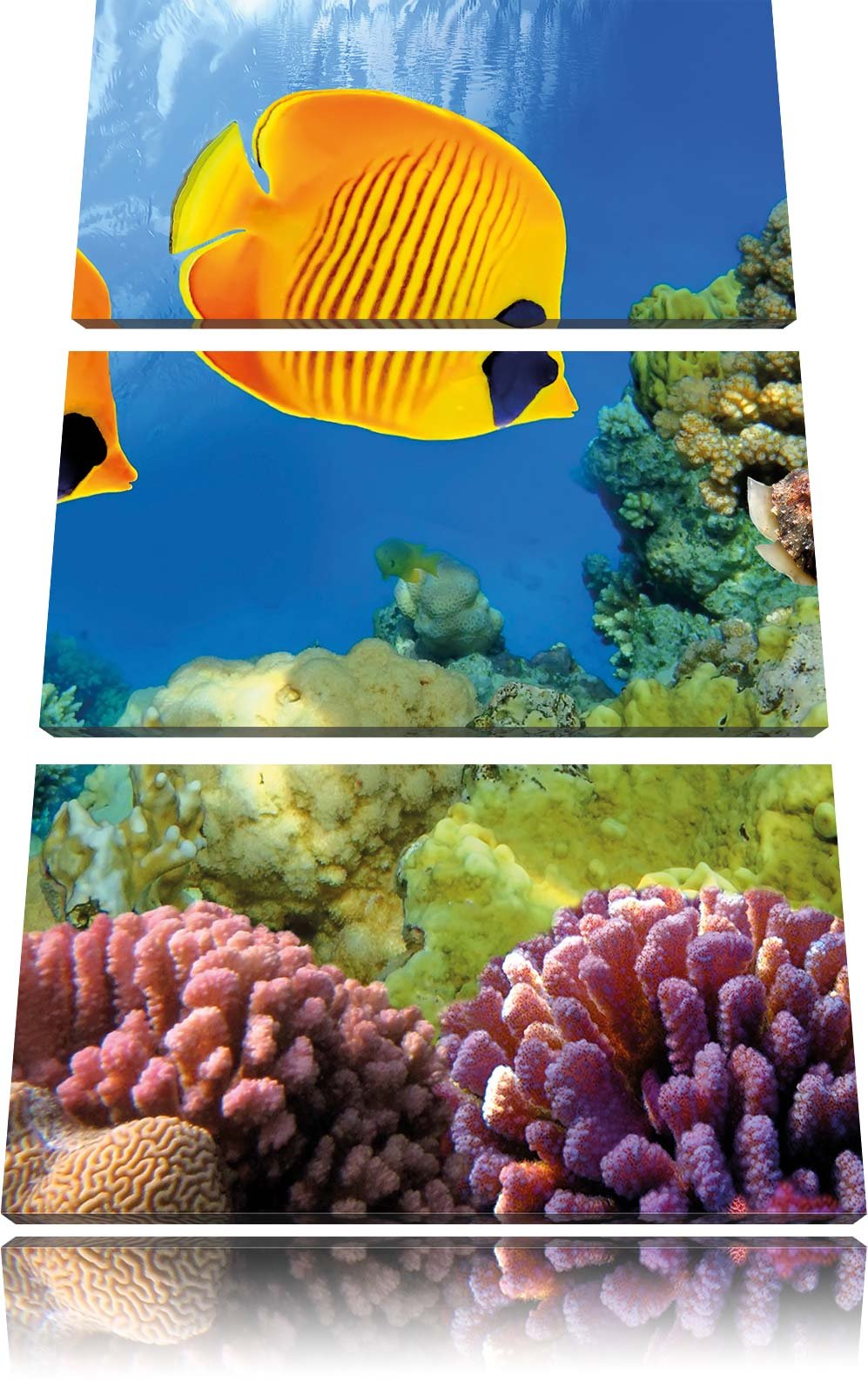 Pixxprint Fische Korallenriff als Leinwandbild/Grösse: 3 Teilig (120x80) cm/Wandbild/Kunstdruck/fert