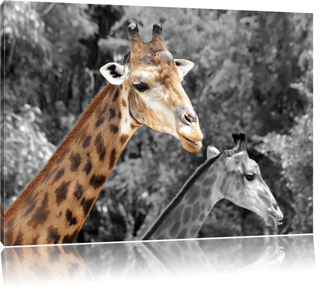 zwei schöne Giraffen schwarz/weiss Format: 100x70 auf Leinwand, XXL riesige Bilder fertig gerahmt mi