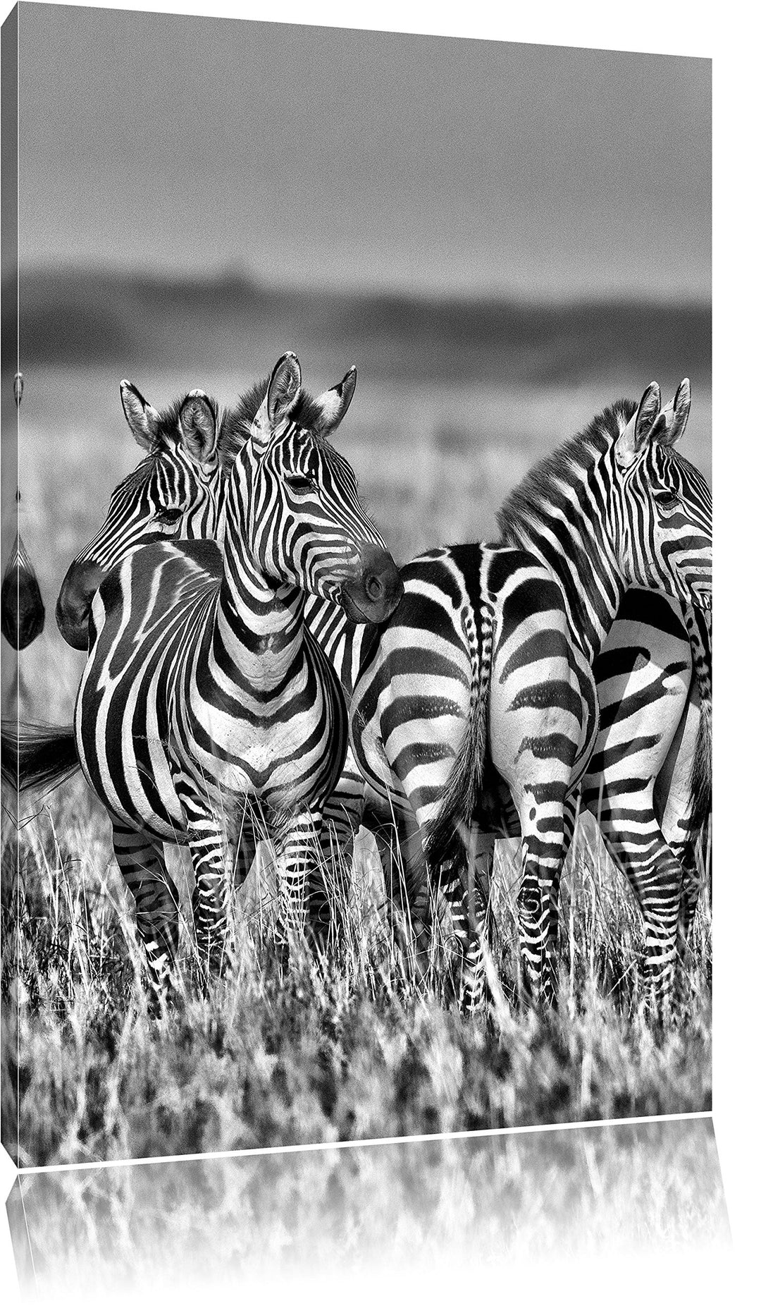 Pixxprint Monocrome, kleine Zebrahorde, Format: 100x70 auf Leinwand, 100x70