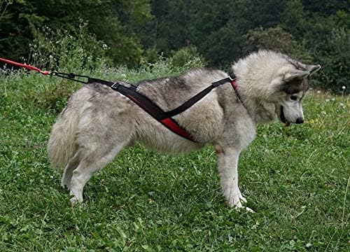 Northern Howl Power Race Hunde Zuggeschirr, verstellbar, Rücken frei, Bikejöring Dogscooting Schlitt