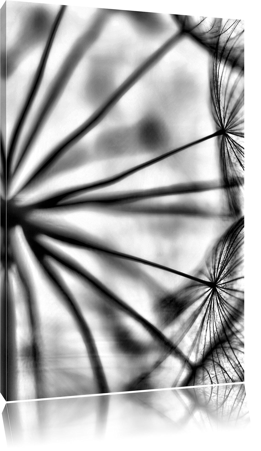 Pixxprint Weisse Pusteblumen / 100x70cm Leinwandbild bespannt auf Holzrahmen/Wandbild Kunstdruck Dek