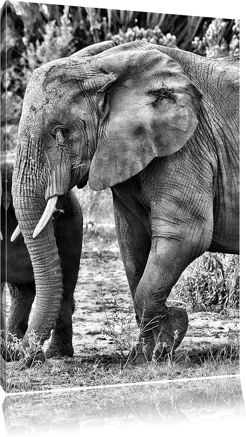 Pixxprint Elefantenkuh mit Jungtier als Leinwandbild/Grösse: 100x70 cm/Wandbild/Kunstdruck/fertig be