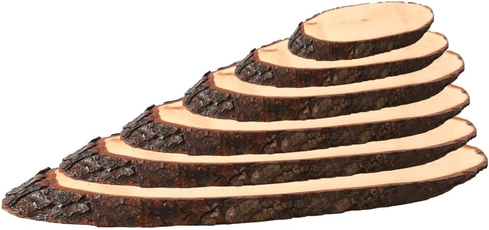 Bütic Holzscheibe Esche oval lackiert B-Ware - Rindenscheibe Baumscheibe Holzbrett ca. 60 x 20 cm, c