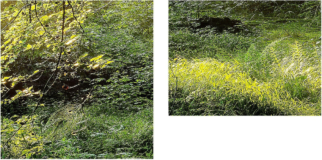 Runa Art Bild Wald Landschaft Wandbilder auf Vlies Leinwand 5 Teilig Wanddekoration Schlafzimmer Woh