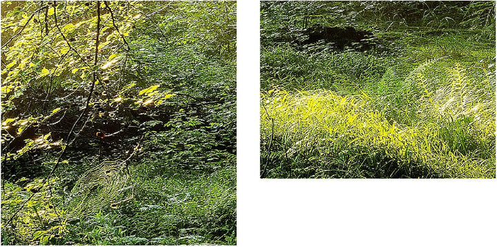 Runa Art Bild Wald Landschaft Wandbilder auf Vlies Leinwand 5 Teilig Wanddekoration Schlafzimmer Woh