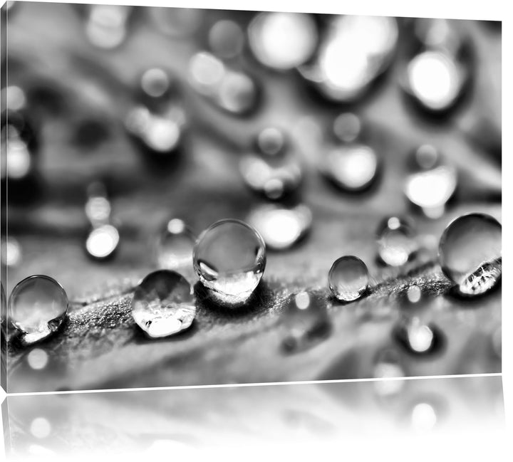 Pixxprint Monocrome, Wassertropfen auf Blatt, Format: 100x70 auf Leinwand, riesige Bilder fertig ger