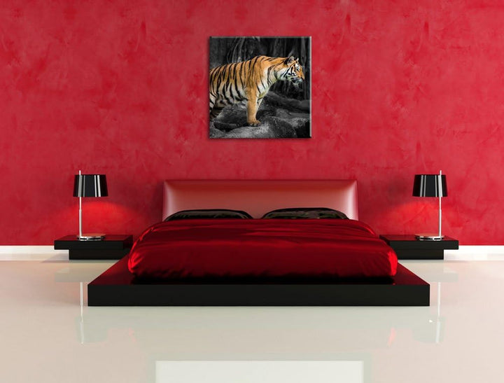 Pixxprint knurrender Tiger auf Steinen als Leinwandbild | Grösse: 70x70 cm | Wandbild | Kunstdruck |