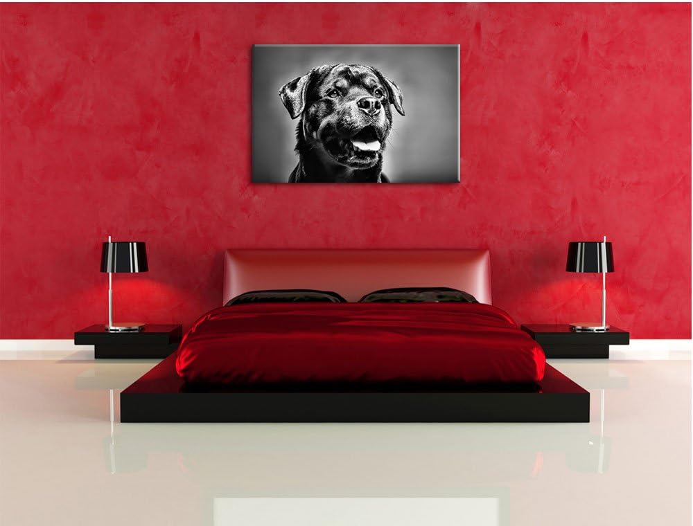 Pixxprint Monocrome, Treuer Rottweiler, Format: 100x70 auf Leinwand, 100x70