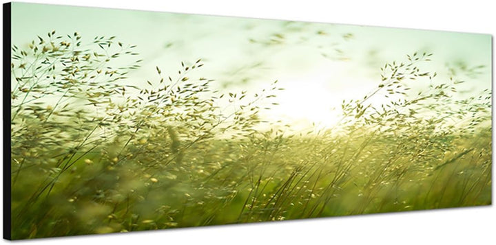Paul Sinus Art Panoramabild auf Leinwand und Keilrahmen 150x50cm Wiese Gräser Sommer Sonnenuntergang
