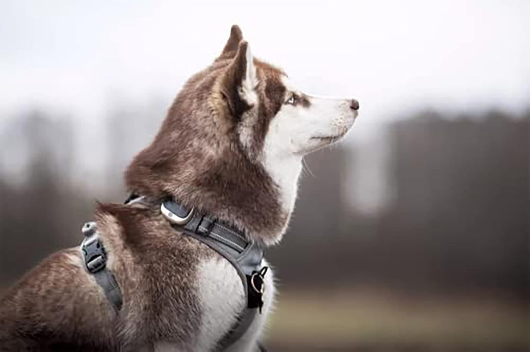 Truelove Hundegeschirr TLH5651, verhindert Zerren, reflektierende Nähte Sorgen für Sichtbarkeit in d