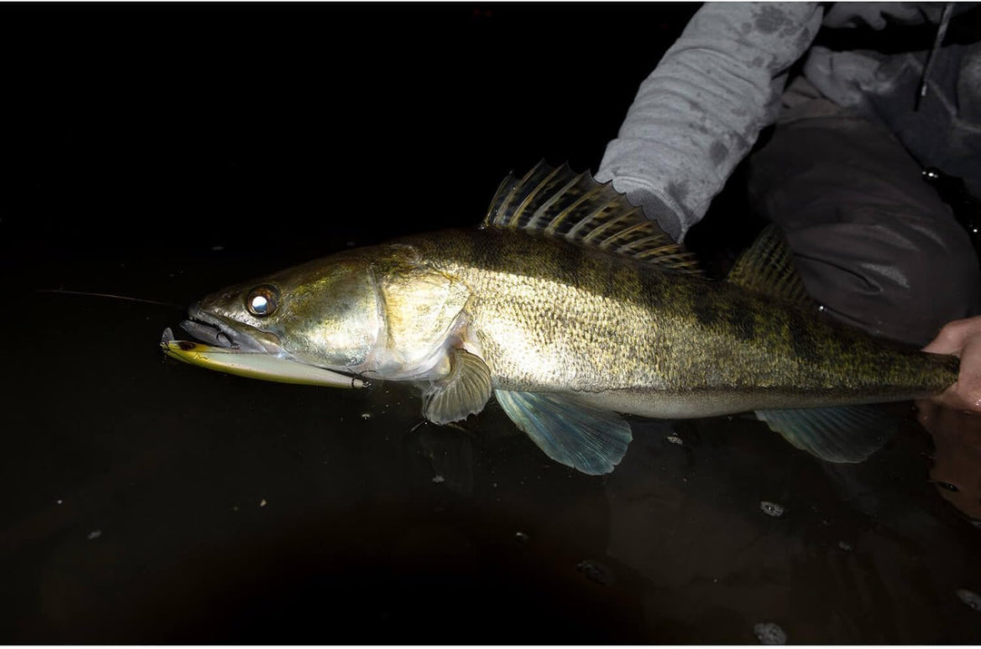 Hybrida Zanderkönig 2.0 Wobbler 12cm 21g UV-Zander, UV-Zander