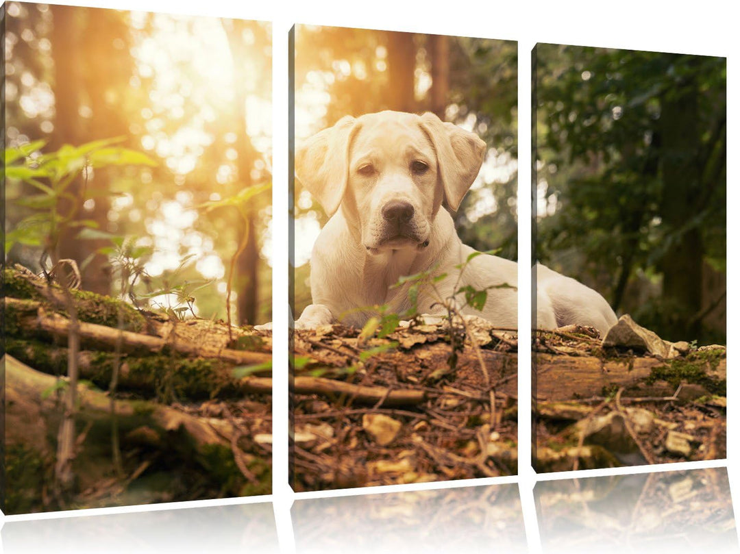 Pixxprint Hund im Wald bei Sonneuntergang / 3-Teilig/Gesamtmass 120cm Leinwandbild bespannt auf Holz