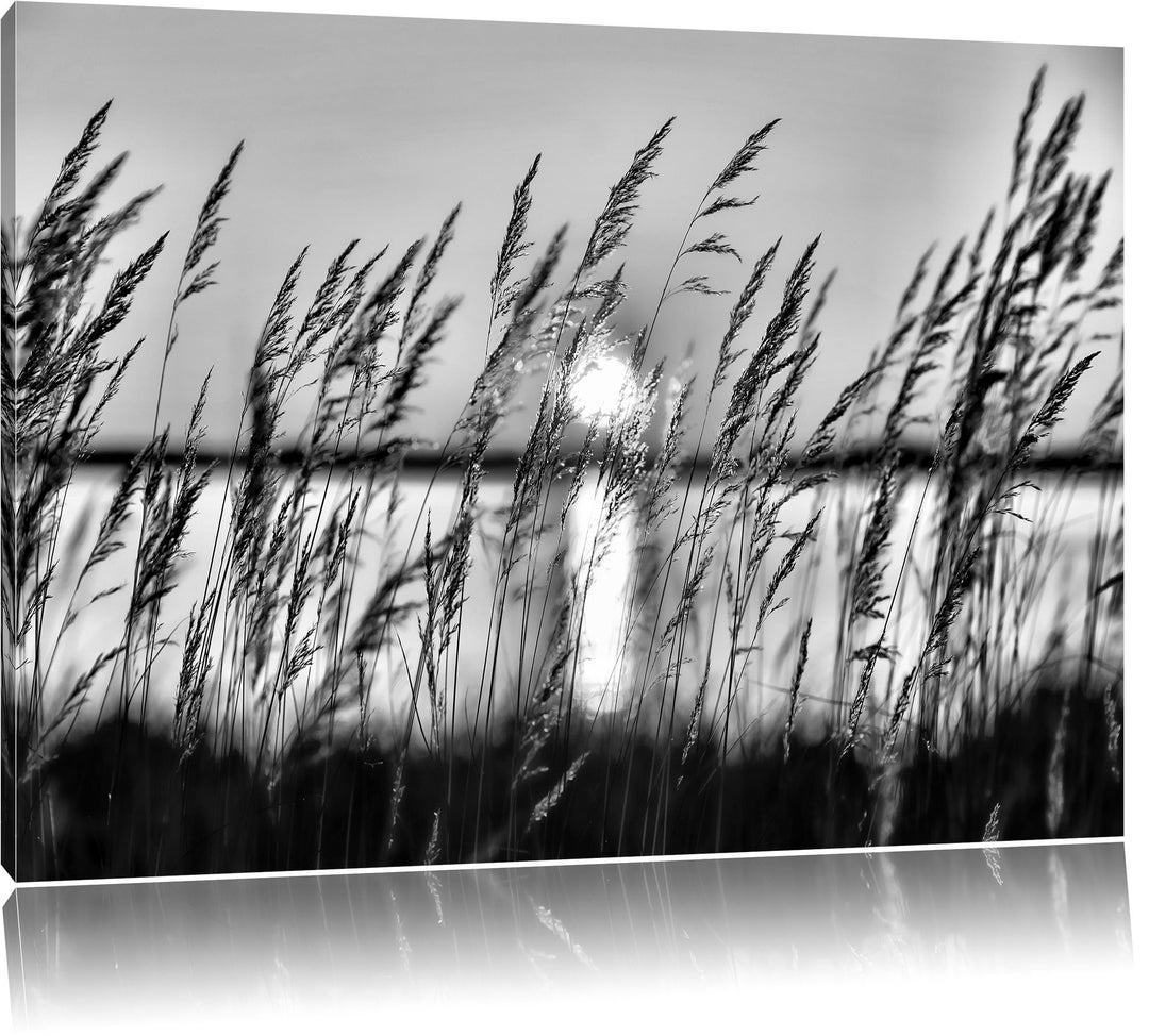 Pixxprint Sonne zwischen Gräsern / 100x70cm Leinwandbild bespannt auf Holzrahmen/Wandbild Kunstdruck