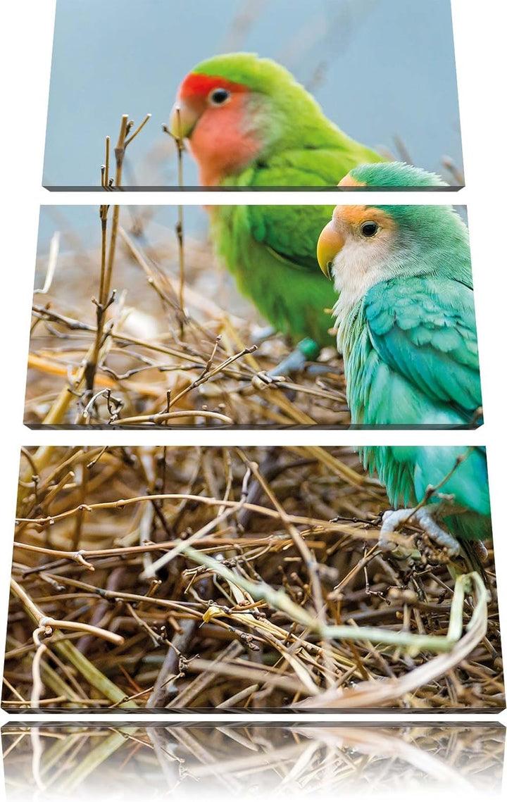 Papageien im Nest 3-Teiler Leinwandbild 120x80 Bild auf Leinwand, riesige Bilder fertig gerahmt mit