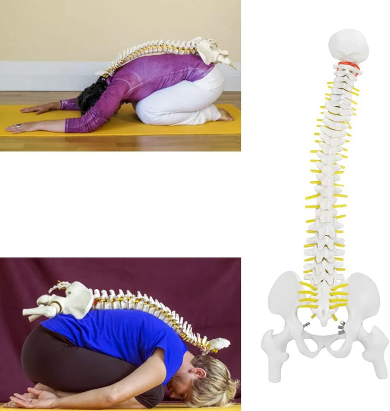 Wirbelsäule Modell, Wissenschaftliches Menschliches Wirbelsäulenmodell 45 cm Lebensgrosses Abnehmbar