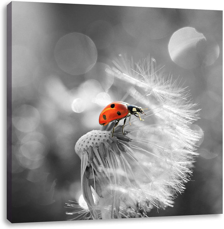 Pixxprint Kleiner Marienkäfer auf Pusteblume schwarz/weiss, Format: 70x70 auf Leinwand, 70x70