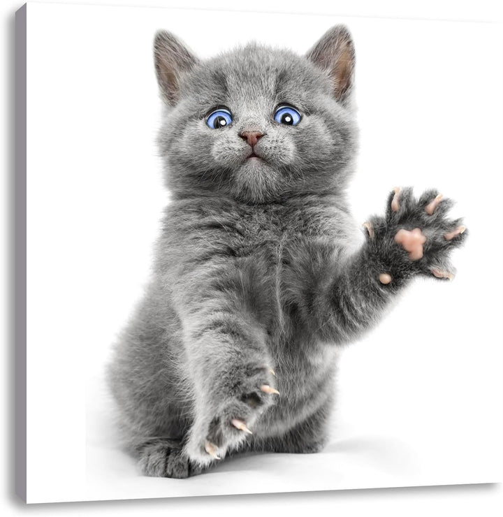 Babykatze die bettelt, Format: 70x70 auf Leinwand, XXL riesige Bilder fertig gerahmt mit Keilrahmen,
