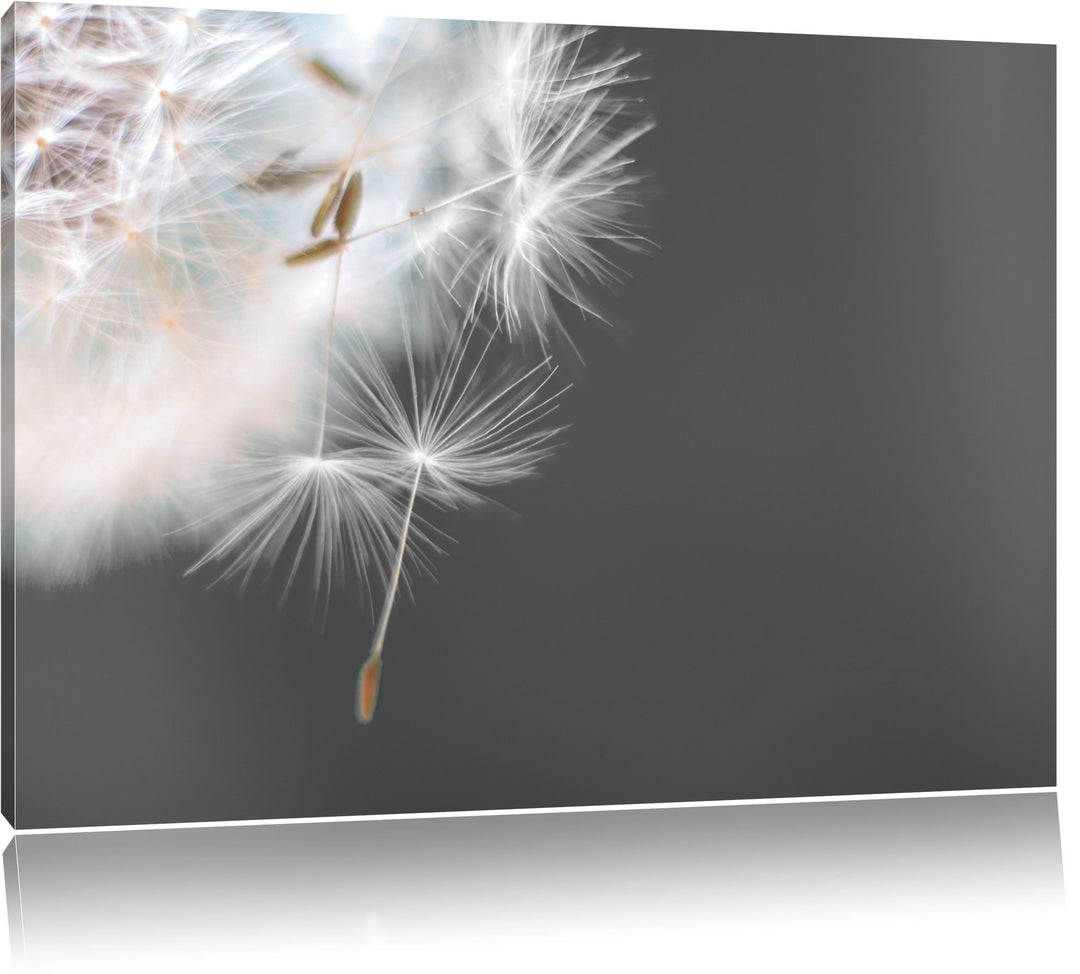 hübsche Pusteblume schwarz/weiss Format: 100x70 auf Leinwand, XXL riesige Bilder fertig gerahmt mit