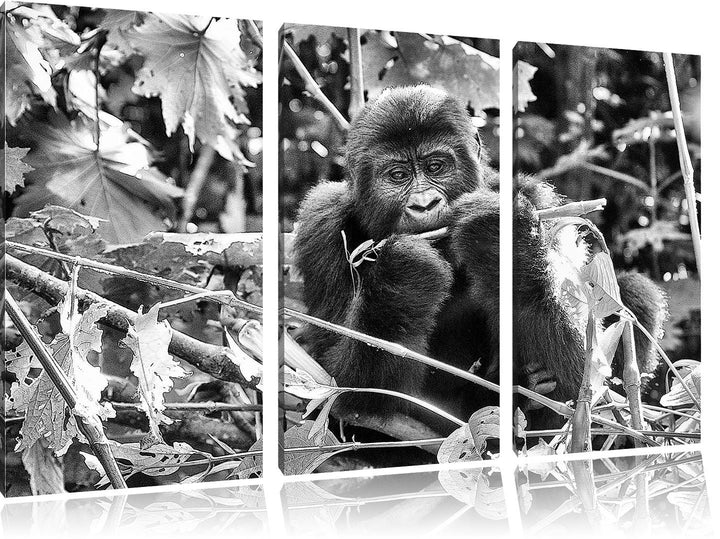 Pixxprint Monocrome, Gorilla beim Fressen 3-Teiler Leinwandbild 120x80 Bild auf Leinwand