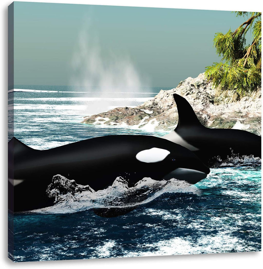 Pixxprint Orcas vor Insel, Format: 70x70 auf Leinwand, XXL riesige Bilder fertig gerahmt mit Keilrah