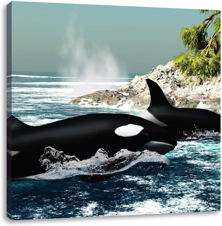 Pixxprint Orcas vor Insel, Format: 70x70 auf Leinwand, XXL riesige Bilder fertig gerahmt mit Keilrah