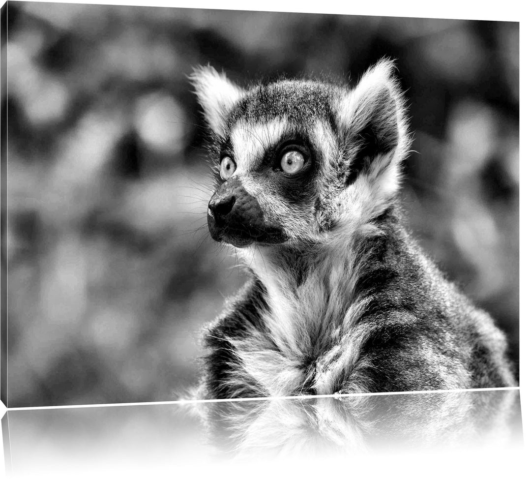 Pixxprint neugieriger Katta als Leinwandbild/Grösse: 100x70 cm/Wandbild/Kunstdruck/fertig bespannt,