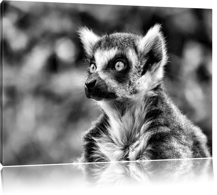 Pixxprint neugieriger Katta als Leinwandbild/Grösse: 100x70 cm/Wandbild/Kunstdruck/fertig bespannt,