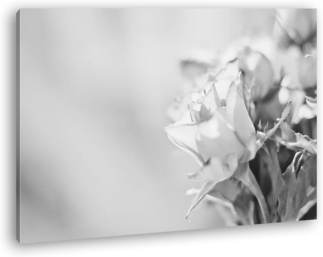 schöne Rosen in der Natur Effekt: Schwarz/Weiss im Format: 80x60 als Leinwandbild, Motiv fertig gera