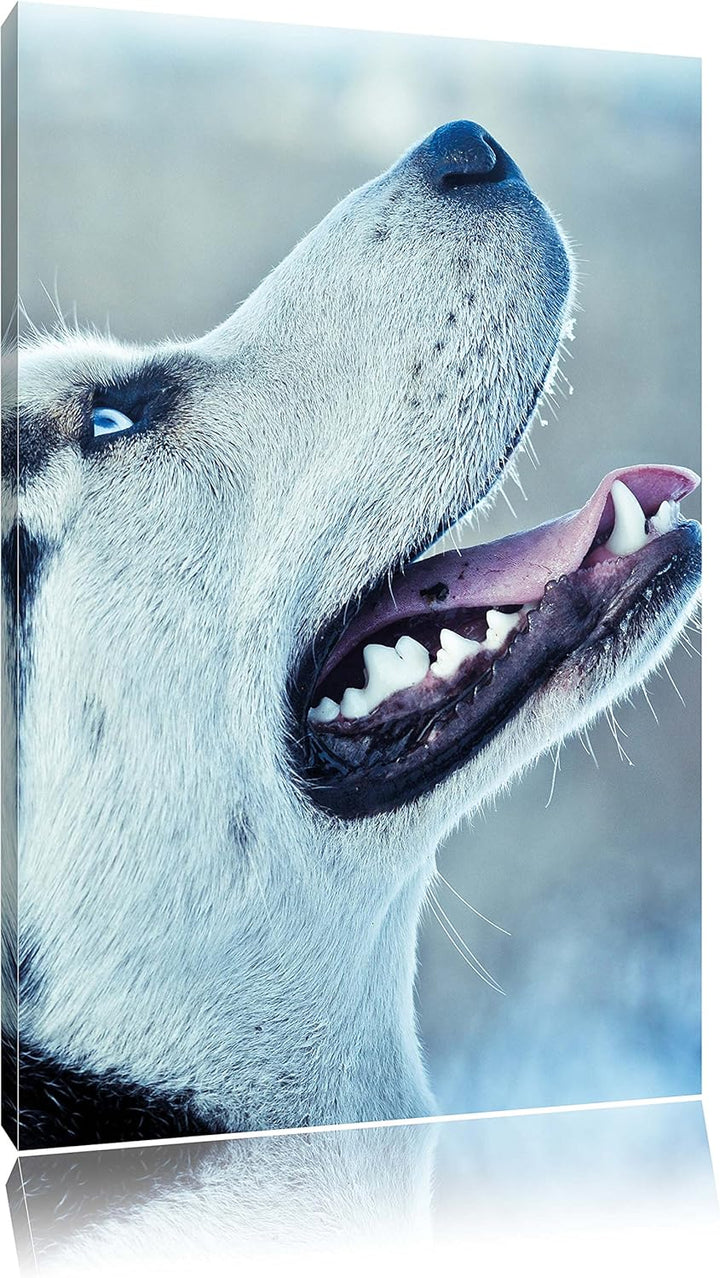 Husky von der Seite, Format: 100x70 auf Leinwand, XXL riesige Bilder fertig gerahmt mit Keilrahmen,