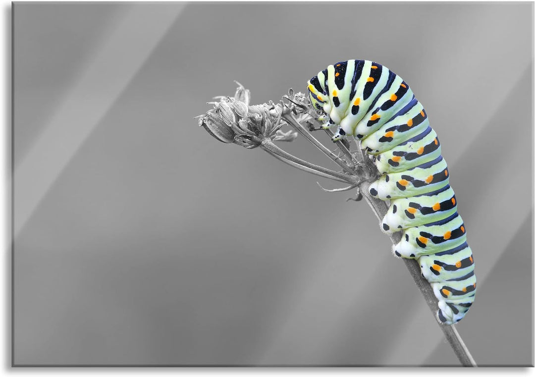 Pixxprint Glasbild | Wandbild aus Echtglas | Grüne Raupe auf Ast Tiere | 60x40 cm | inkl. Aufhängung