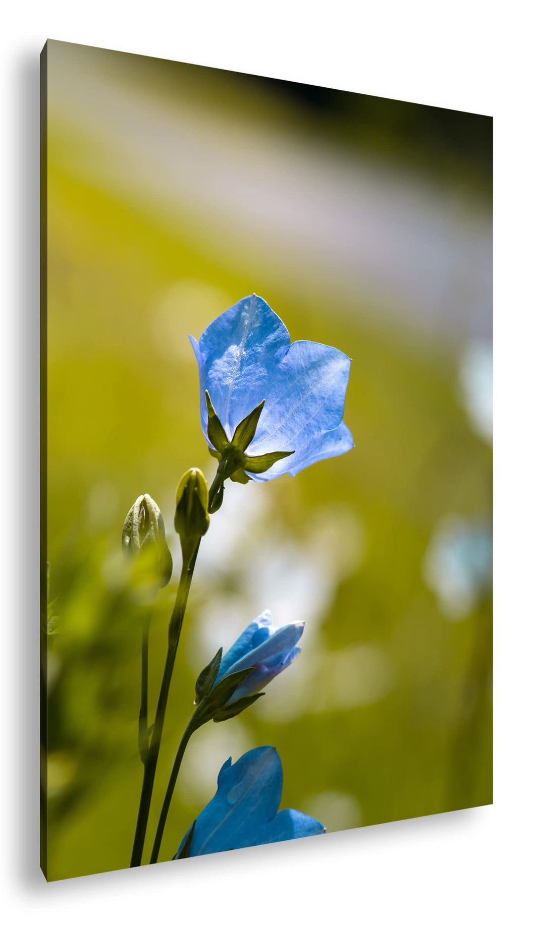 deyoli bezaubernde blaue Blume Format: 80x60 als Leinwandbild, Motiv fertig gerahmt auf Echtholzrahm