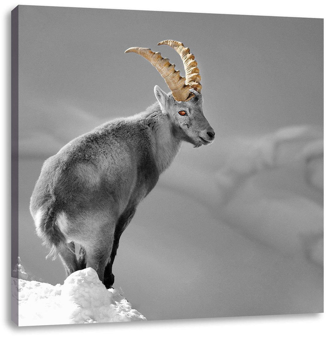 Pixxprint schöner Steinbock im Schnee als Leinwandbild/Grösse: 70x70 cm/Wandbild/Kunstdruck/fertig b