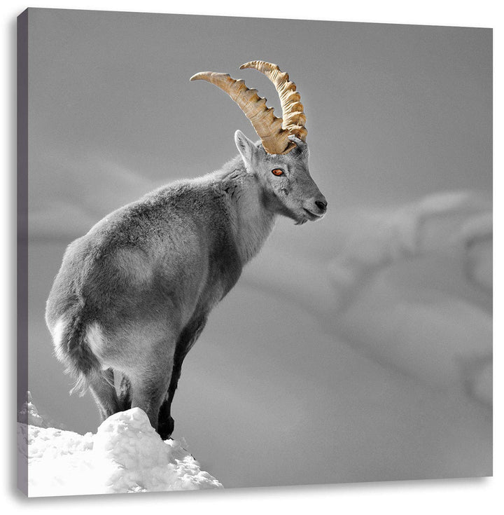 Pixxprint schöner Steinbock im Schnee als Leinwandbild/Grösse: 70x70 cm/Wandbild/Kunstdruck/fertig b