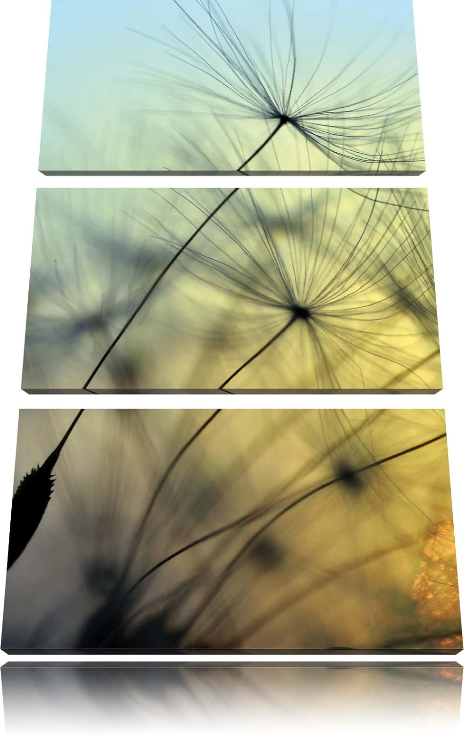 Pixxprint Pusteblumen mit Tautropfen als Leinwandbild/Grösse: 3 Teilig (120x80) cm/Wandbild/Kunstdru