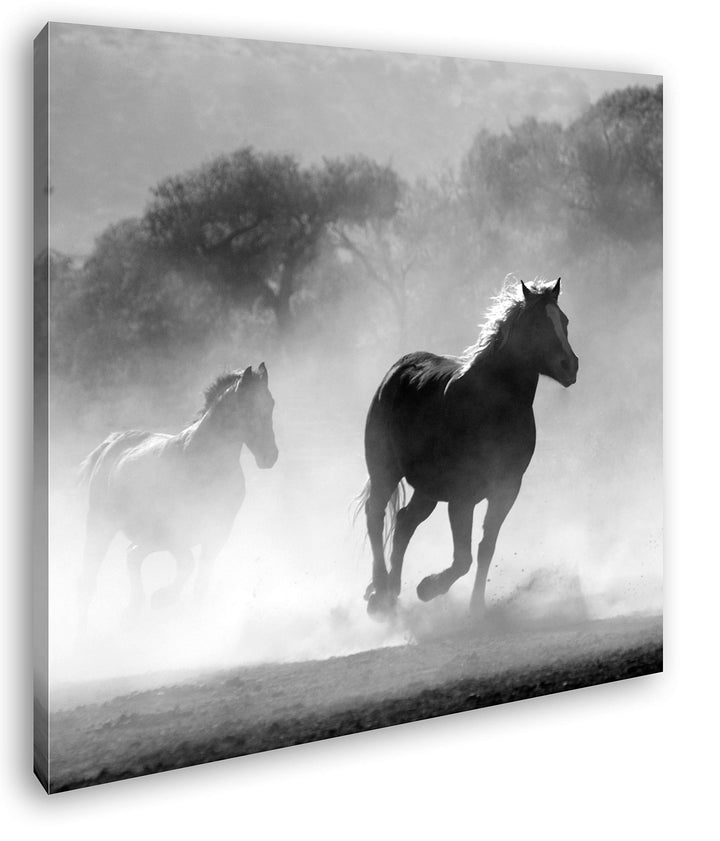 eine Pferdeherde galoppiert durch denn Nebel Format: 60x60 als Leinwandbild, Motiv fertig gerahmt au