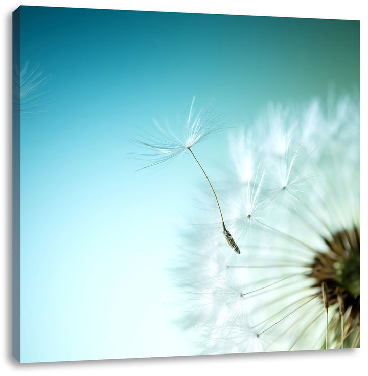 Pixxprint Löwenzahn Pusteblume als Leinwandbild/Grösse: 70x70 cm/Wandbild/Kunstdruck/fertig bespannt