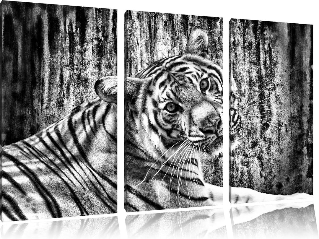 Pixxprint Monocrome, Neugieriger Tiger 3-Teiler Leinwandbild 120x80 Bild auf Leinwand