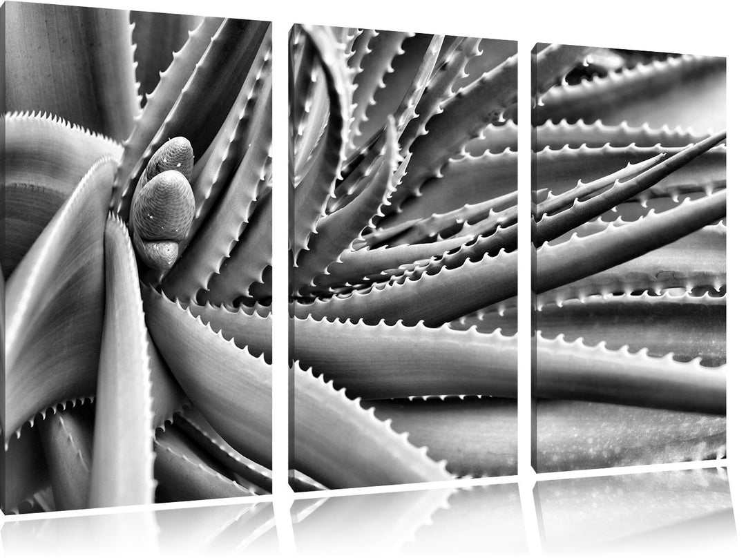 Pixxprint Grüne Pflanze mit Wassertropfen als Leinwandbild/Grösse: 3 Teilig (120x80) cm/Wandbild/Kun