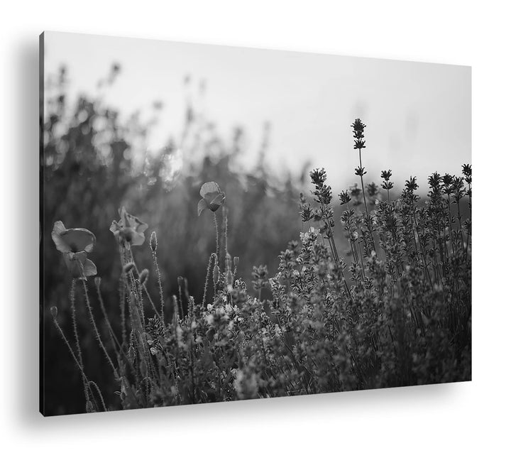 deyoli blühender Lavendel und Mohn Effekt: Schwarz&Weiss Format: 80x60 als Leinwandbild, Motiv ferti