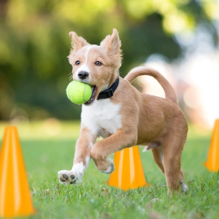 Relaxdays 96 x Pylonen, Fussball, Hundetraining, Pferdesport, Markierungskegel 23 cm, Verkehrshütche