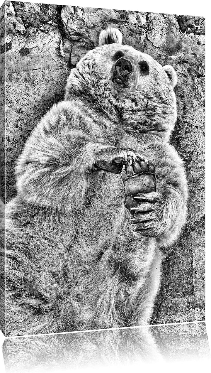 Pixxprint verspielter Grizzlybär / 100x70cm Leinwandbild bespannt auf Holzrahmen/Wandbild Kunstdruck