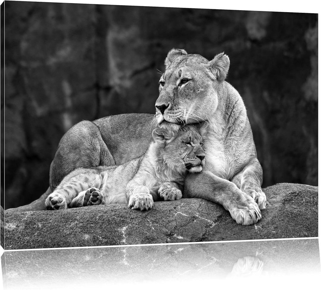 Pixxprint Löwe kuschelt mit seinem Löwenjungen Kunst B&W, Format: 100x70 auf Leinwand, XXL riesige B