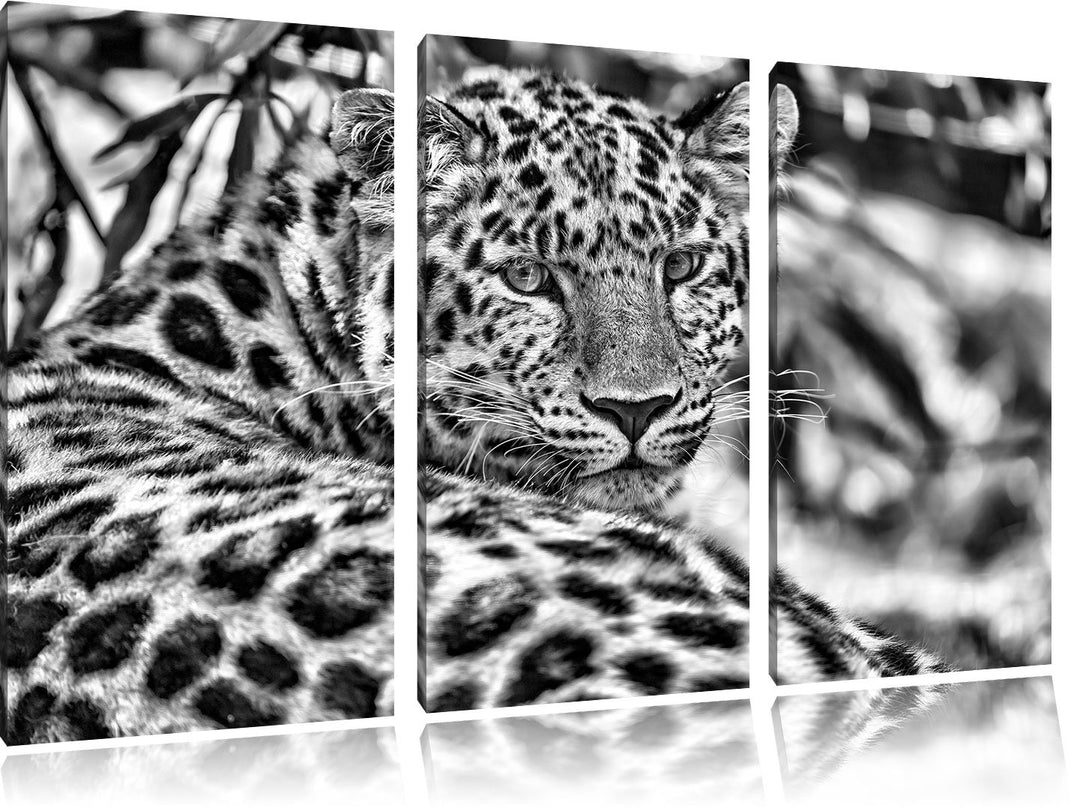 Pixxprint aufmerksamer Leopard im Schatten als Leinwandbild/Grösse: 3 Teilig (120x80) cm/Wandbild/Ku
