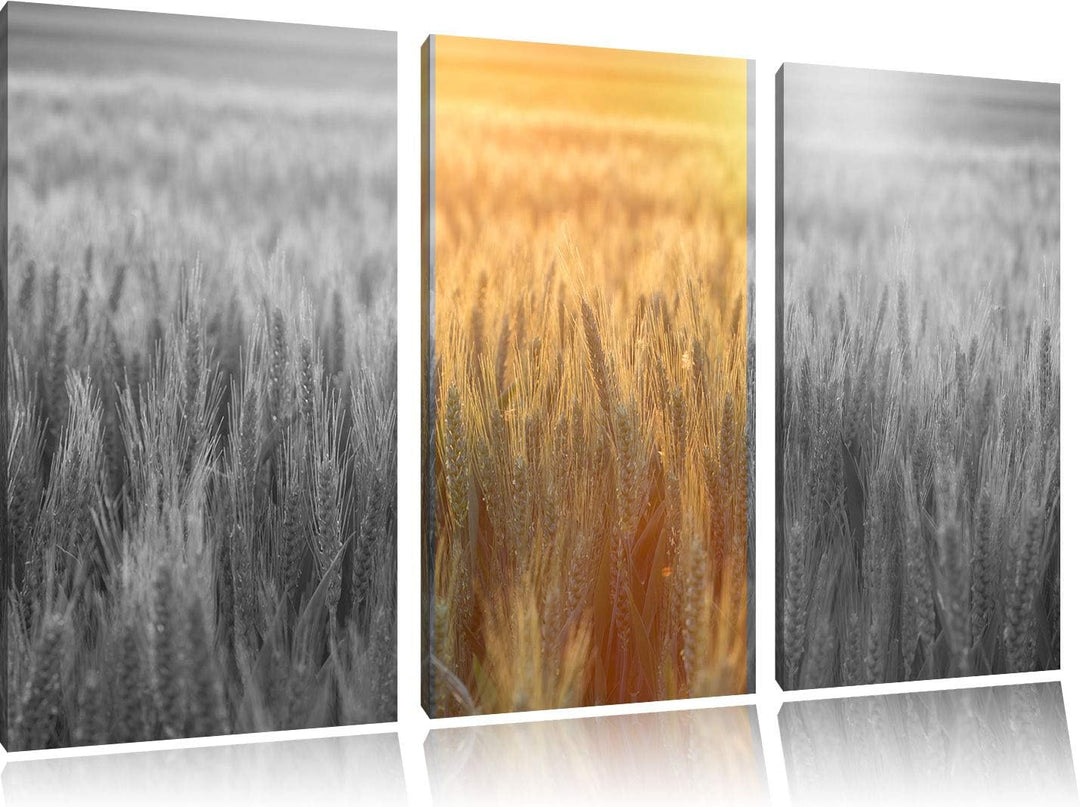 Romantisches Getreidefeld bei Sonnenuntergang schwarz/weiss 3-Teiler Leinwandbild 120x80 Bild auf Le