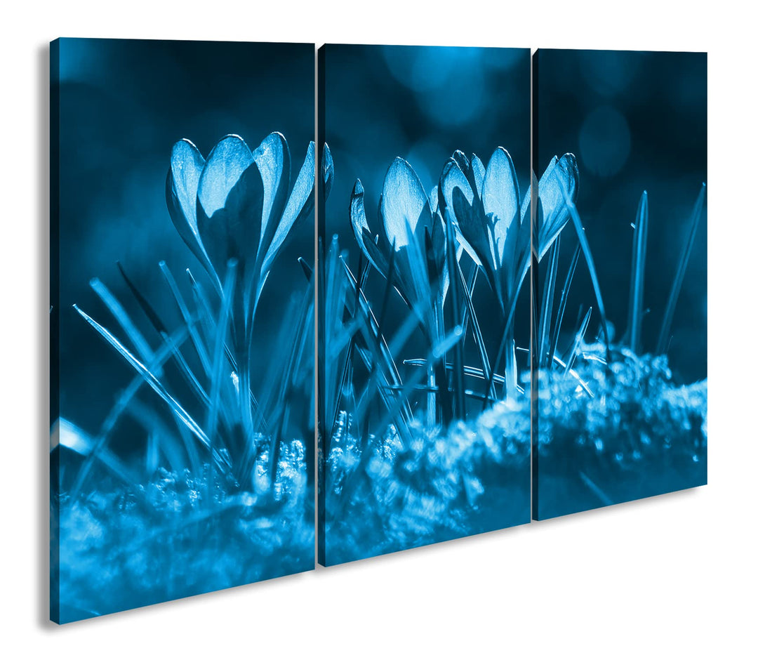 beeindruckende Krokusse im Frühling Effekt: Zeichnung Format: 3-teilig 120x80, Motiv fertig gerahmt