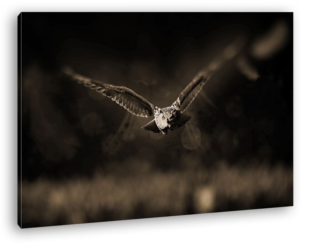 atemberaubende Eule auf der Jagd Format: 80x60 Effekt: Sepia als Leinwandbild, Motiv fertig gerahmt